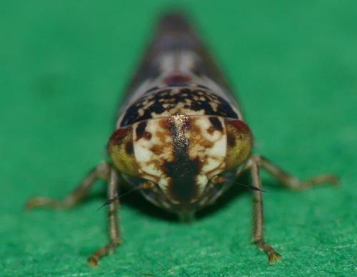 Balcanocerus pruni